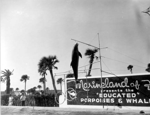 Dolphin in mid-air at Marineland of Florida - Marineland, Florida