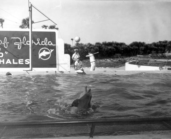 Dolphin throws curve ball to waiting batter - Marineland, Florida