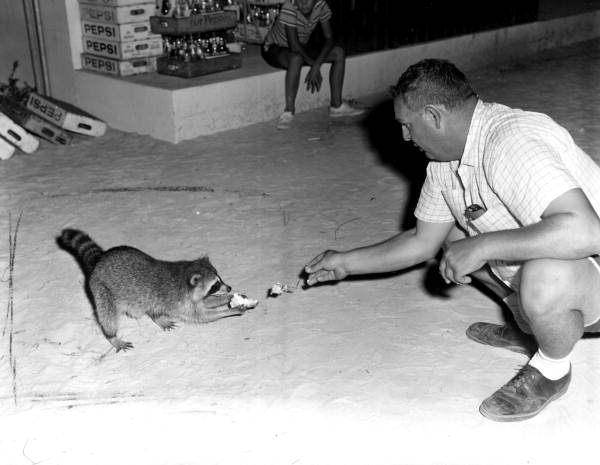 Man feeding raccoon - Panama City, Florida.
