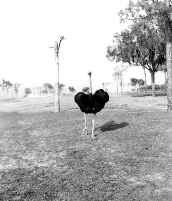 Ostrich at Busch Gardens - Tampa, Florida.