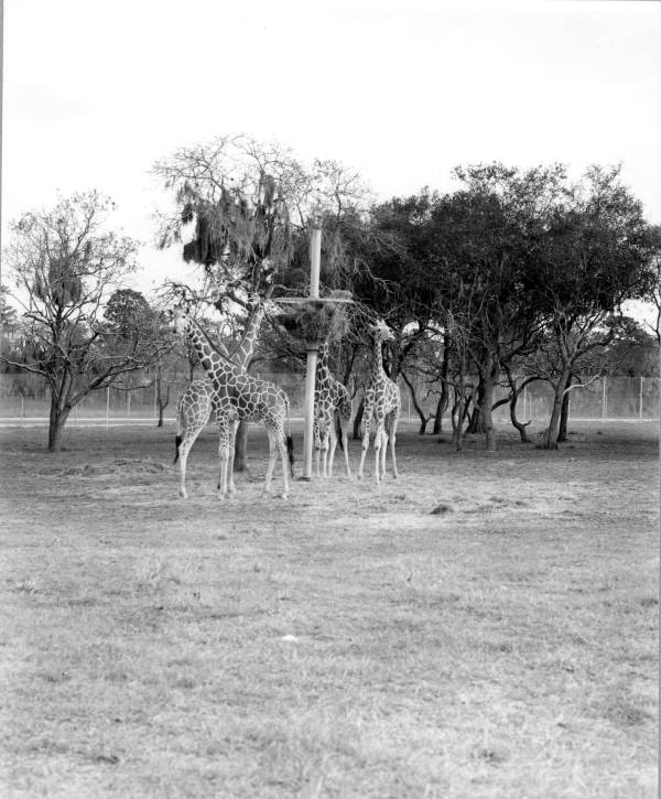 View of giraffe at Busch Gardens - Tampa, Florida