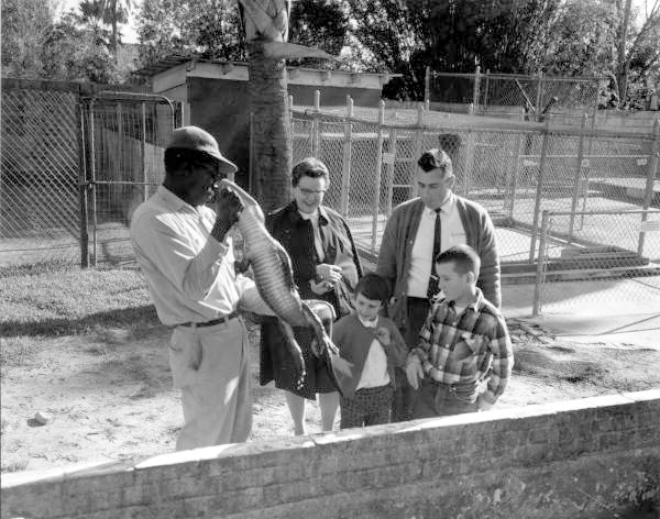 Alligator farm guide showing an alligator to a family - St. Augustine, Florida