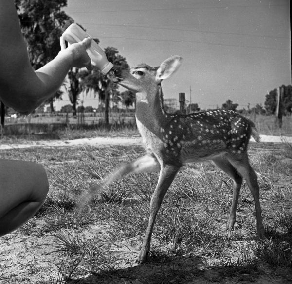 Fawn being fed from a bottle.
