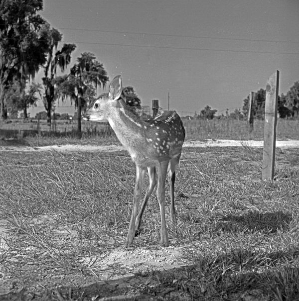 Fawn in pasture.