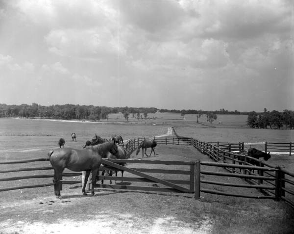 View of corralled horses at Ocala Horse Farms - Ocala, Florida
