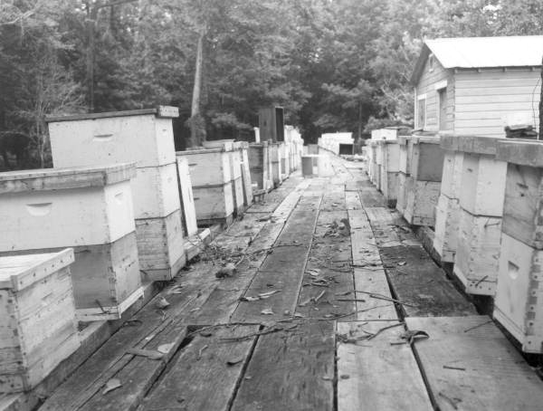 Beehives on a scaffold at an apiary - Apalachicola River, Florida