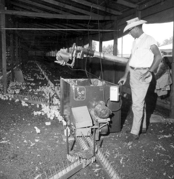 Baby broiler chickens - Mayo, Florida