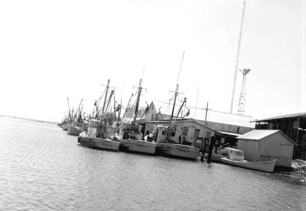 Shrimp boats moored along the docks - Apalachicola, Florida.