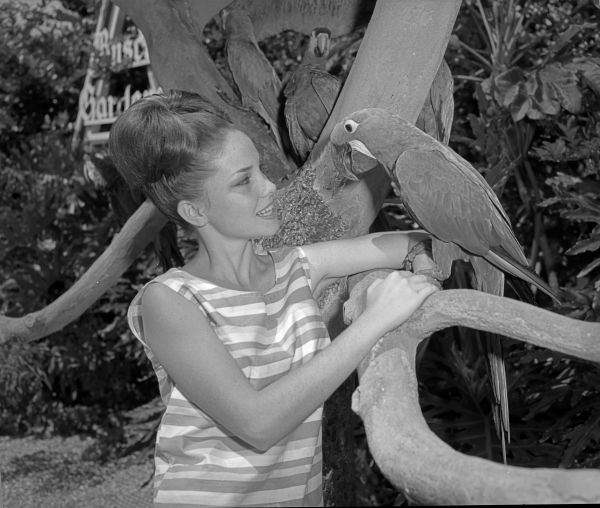 Woman with parrots at Busch Gardens - Tampa, Florida.