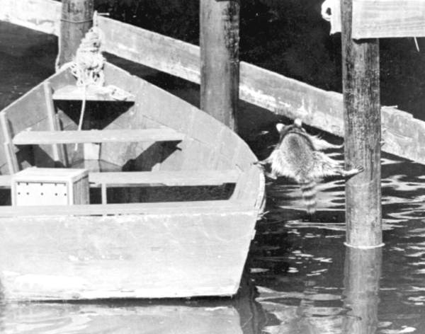 Raccoon caught in a very difficult situation between a boat and the dock on the St. Marks River.