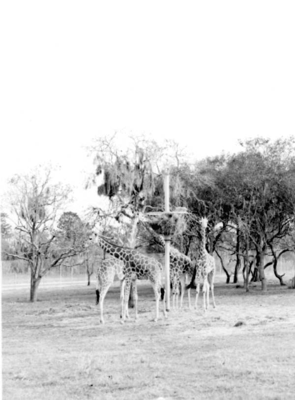 View of giraffes eating at Busch Gardens - Tampa, Florida