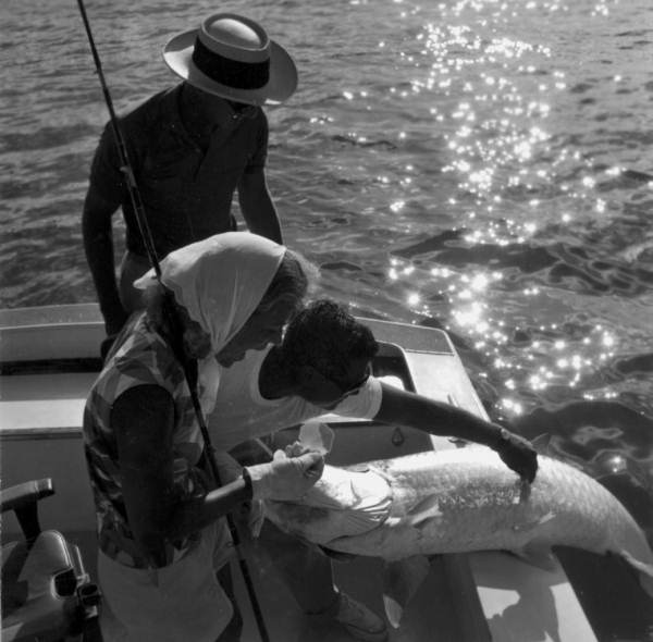 Fishermen pulling in a large tarpon