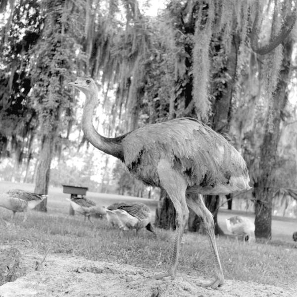 Ostrich at the Rainforest - Sumterville, Florida