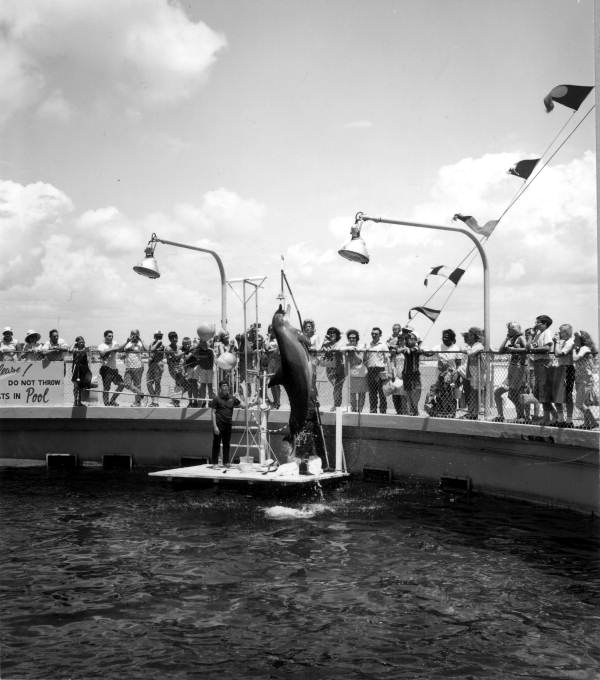 Tourists enjoying a dolphin show at Gulfarium - Fort Walton Beach, Florida