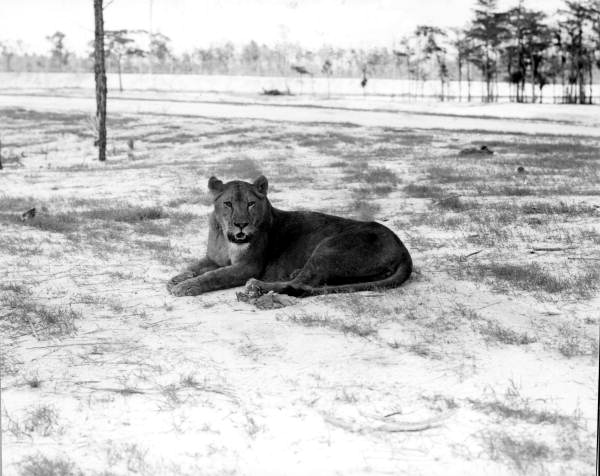 Lion at the Lion Country Safari zoo - West Palm Beach, Florida.