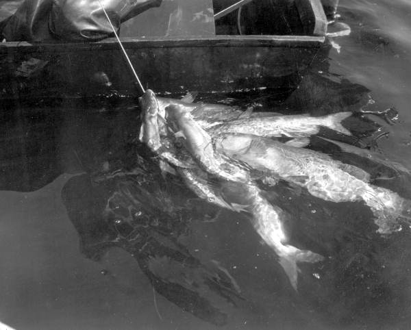String of several catfish - Dead Lakes, Florida