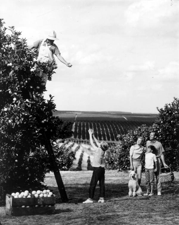 A family watches a worker picking fruit in an orange grove - Florida