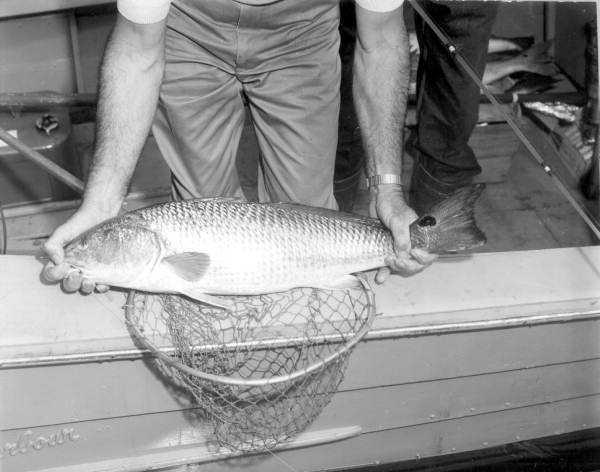 Freshly caught redfish