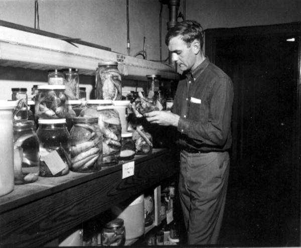 Marine biologist Charles R. Futch with fish collection in the marine lab - Saint Petersburg, Florida .