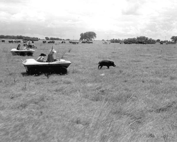 Hunters using bow and arror to hunt a wild hog at River Ranch Acres - Polk County, Florida.