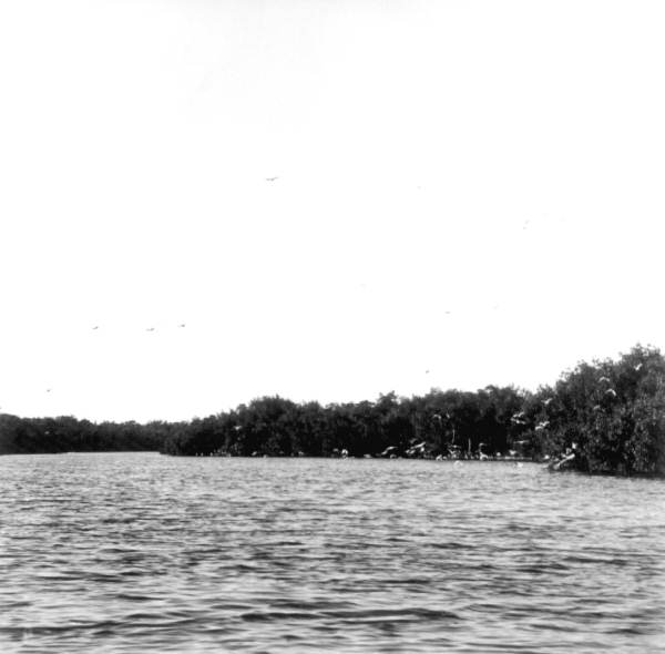 Flocks of birds - Everglades National Park, Florida