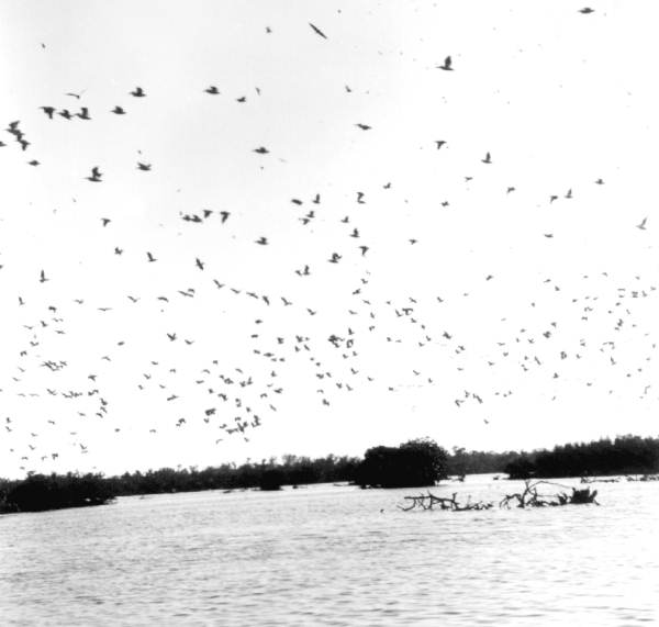 Flocks of birds filling the skies - Everglades National Park, Florida