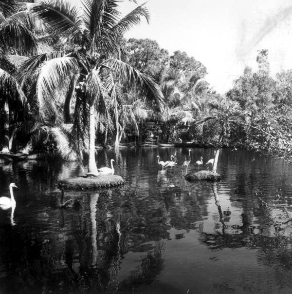 Caribbean Gardens zoological park - Naples, Florida