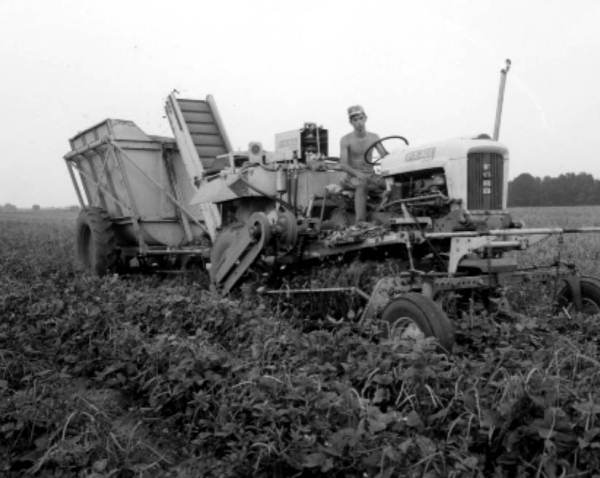 Harvesting white acre peas - Live Oak, Florida