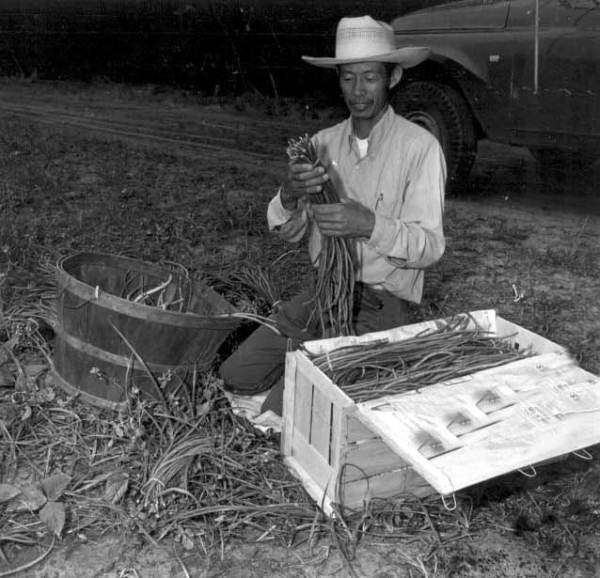 Gathering chinese vegetables - Hobe Sound, Florida