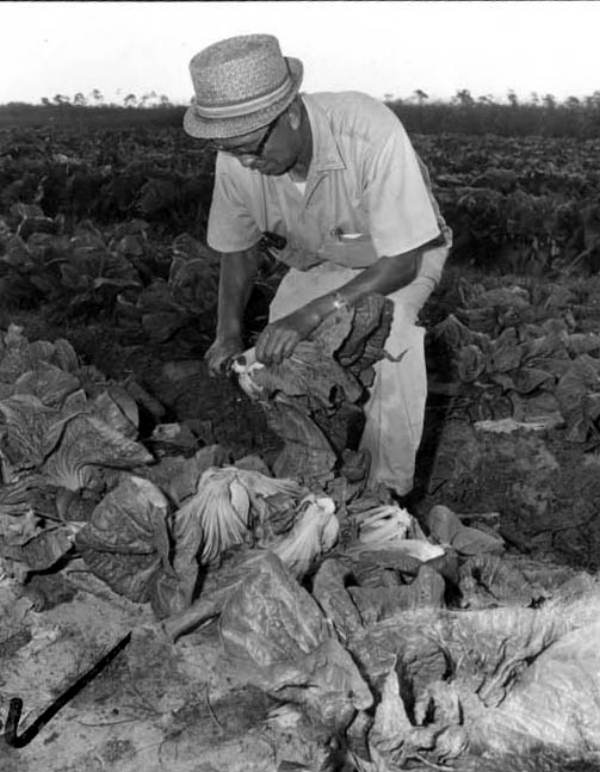 Field of Chinese vegetables - Hobe Sound, Florida