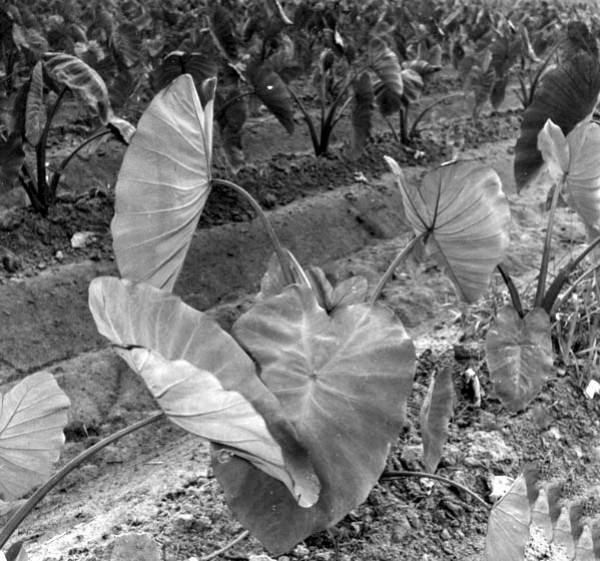 Chinese vegetables at Sang Yick Farm - Hobe Sound, Florida