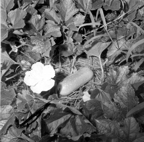 Chinese vegetables