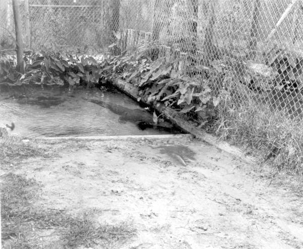 Alligators at Ross Allen's Reptile Institute.