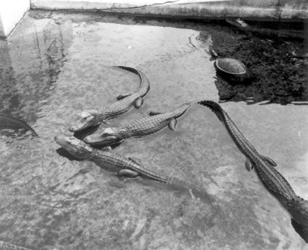 Alligators at Ross Allen's Reptile Institute.