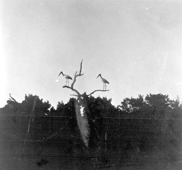 Birds in the Everglades