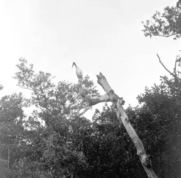 Bird in the Everglades.