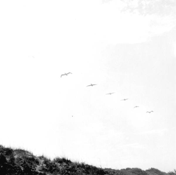 Line of birds in flight - Everglades National Park, Florida