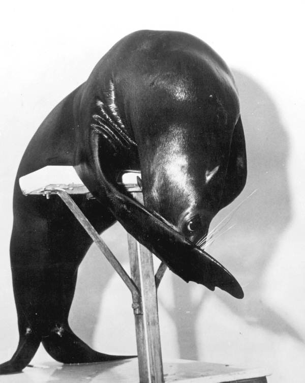 Performing sea lion at the Miami Seaquarium