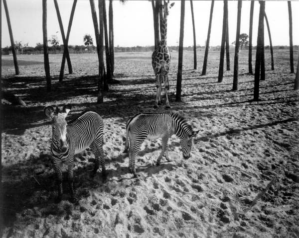 Zebras with giraffe at Busch Gardens - Tampa, Florida.