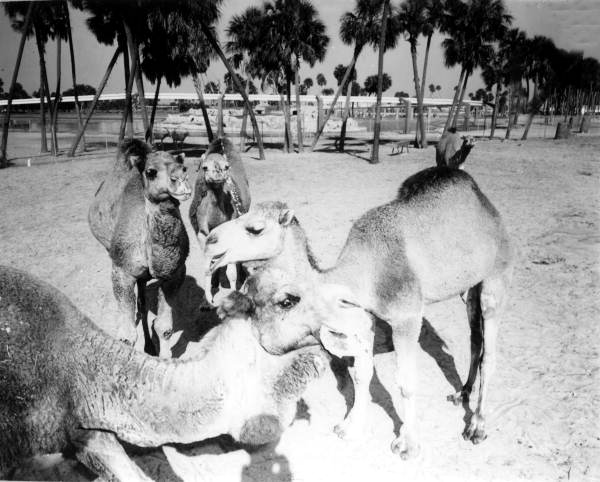 Camels at Busch Gardens - Tampa, Florida.