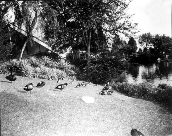 Ducks at Busch Gardens - Tampa, Florida
