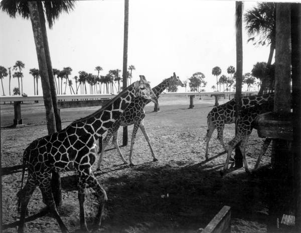 Giraffes at Busch Gardens - Tampa, Florida.