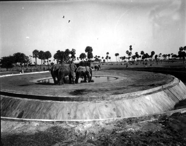 Elephants at Busch Gardens - Tampa, Florida.