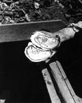 Close-up of two large oysters on a boat - Apalachicola, Florida