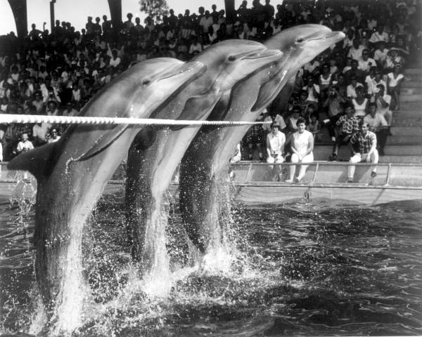 Dolphins jumping over hurdle - Marineland, Florida