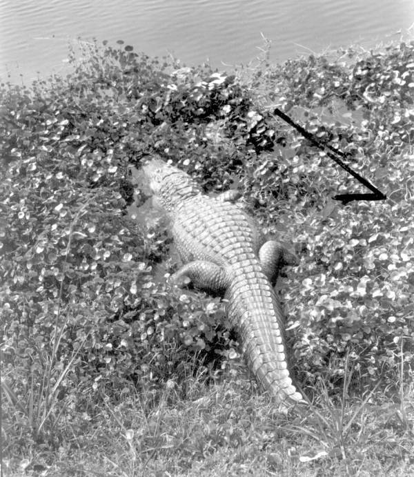 Alligator in the brush
