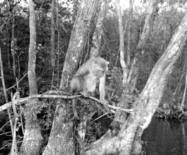 Monkeys