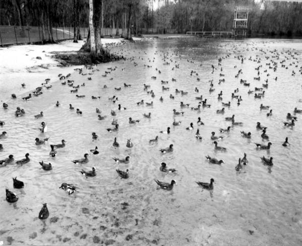 Ducks at Wakulla Springs.