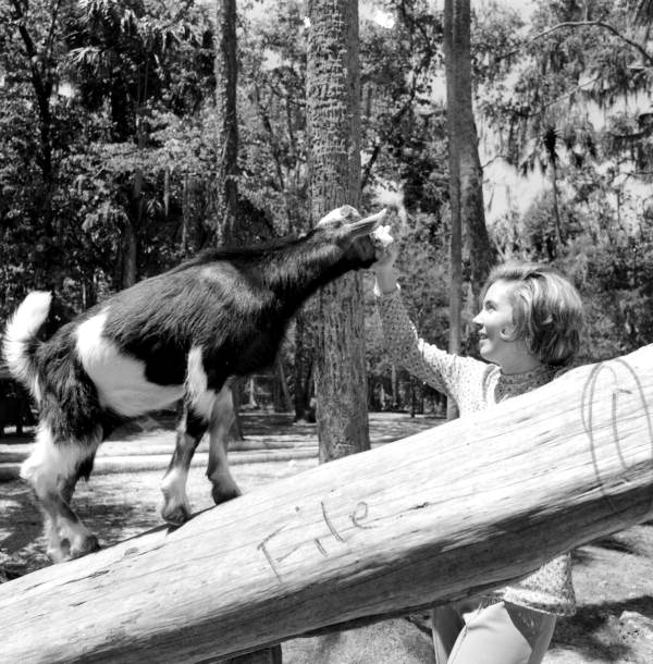 Woman feeding goat