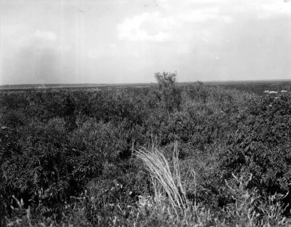 Paynes Prairie State Preserve State Park